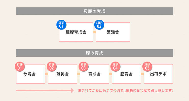 豚の育成過程と設備について