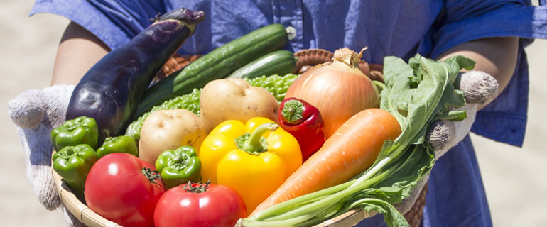 野菜の収穫